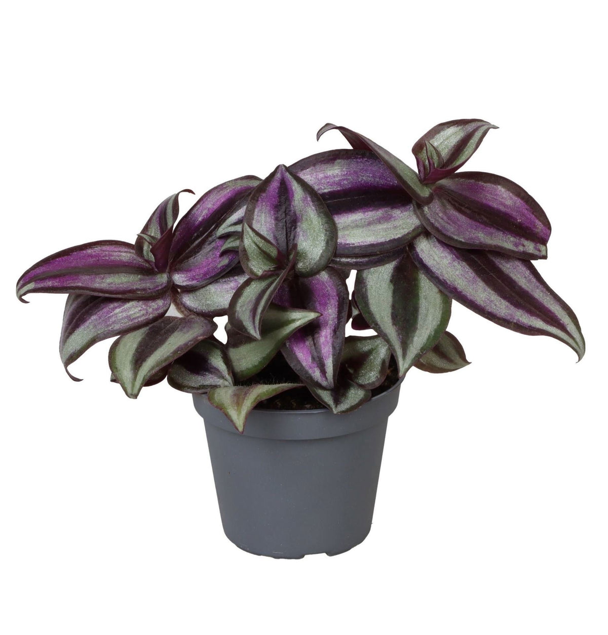 Tradescantia Zebra Pink Joy – Ø 6 cm, 5 cm hoch