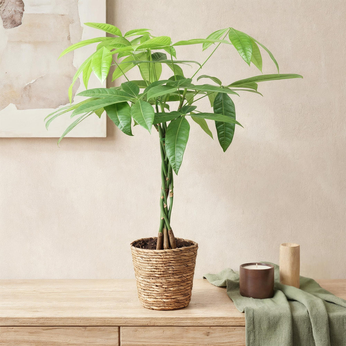 2× Pachira aquatica mit geflochtenem Stamm (Geldbaum) – Ø 17 cm, 60–70 cm hoch