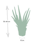 Aloe vera – Ø12 cm, 40 cm høj