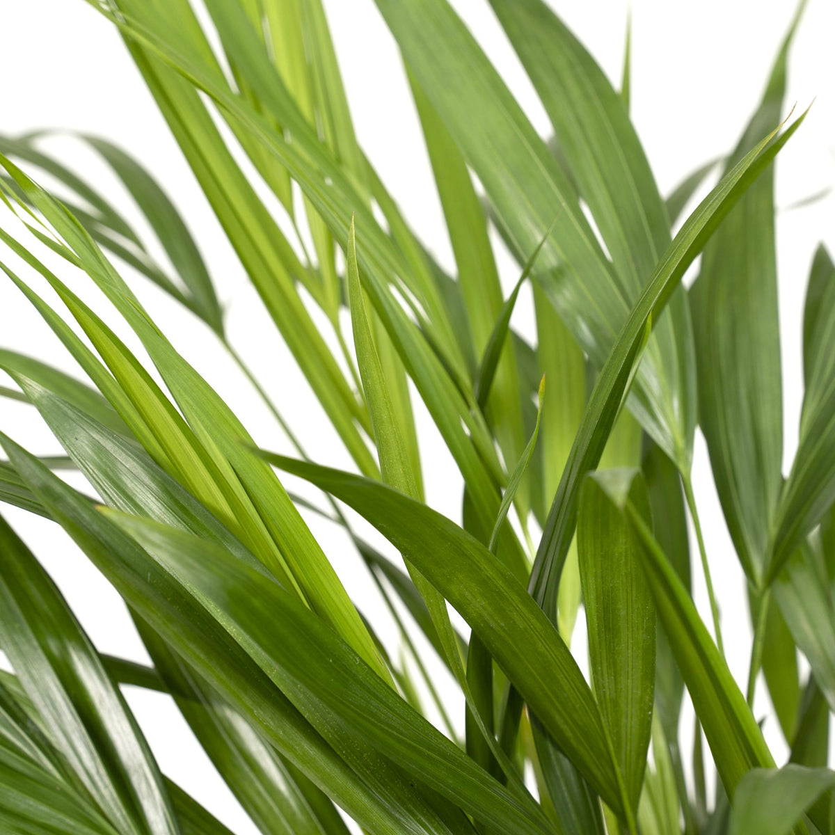 Dypsis lutescens (goudpalm) – Ø17 cm, 60 cm hoog
