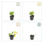 Rudbeckia fulgida 'Goldsturm' (Black-eyed Susan) – 6 plants, Ø9 cm, 10–25 cm tall