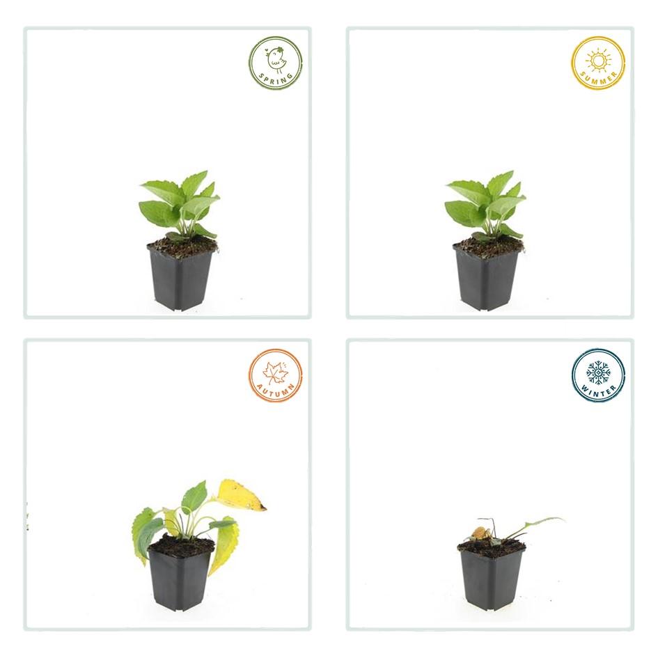 Rudbeckia fulgida 'Goldsturm' (Black-eyed Susan) – 6 plants, Ø9 cm, 10–25 cm tall – photo 5