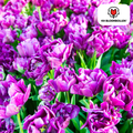 Tulipan 'Double Flag' – 20 blomsterløg (løgstørrelse 11/12)