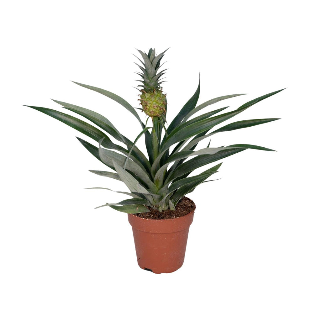 Bromelia Ananas (ananasplante) – Ø12 cm, 30 cm høj