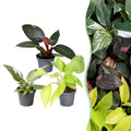 3× Philodendron tricolore bébé – Ø6 cm, 10–15 cm de haut