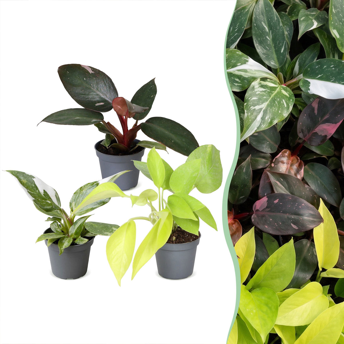 3× Baby Philodendron Tricolour – Ø6 cm, 10–15 cm høj