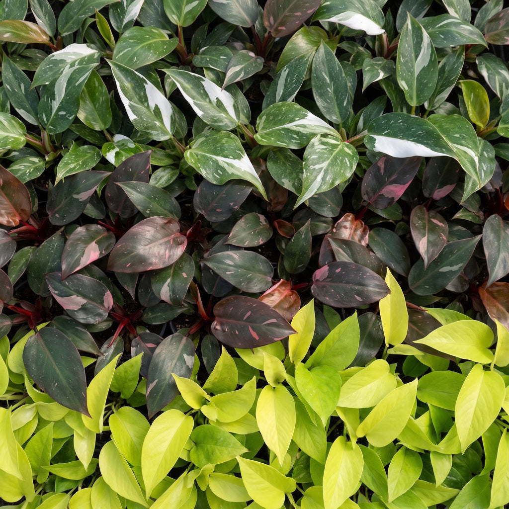 3× Philodendron tricolore bébé incl. olive Linnea – Ø6 cm, 10–15 cm de haut