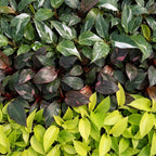 3× Philodendron tricolore bébé incl. olive Linnea – Ø6 cm, 10–15 cm de haut