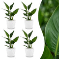 4× Strelitzia reginae (paradisgökeblom) i vit dekorativ kruka – Ø12 cm, 35 cm hög