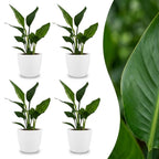 4× Strelitzia reginae (paradisgökeblom) i vit dekorativ kruka – Ø12 cm, 35 cm hög