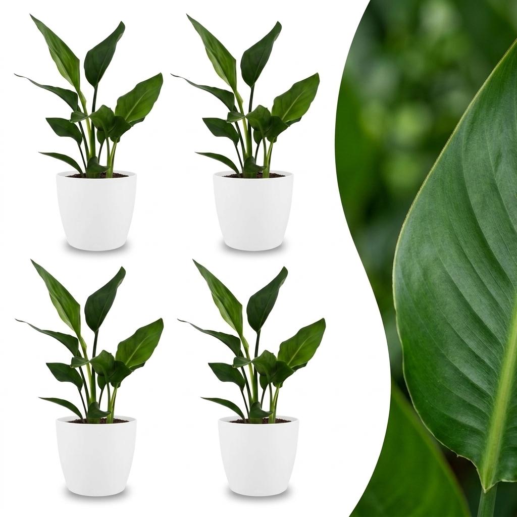 4× Strelitzia reginae (paradisgökeblom) i vit dekorativ kruka – Ø12 cm, 35 cm hög