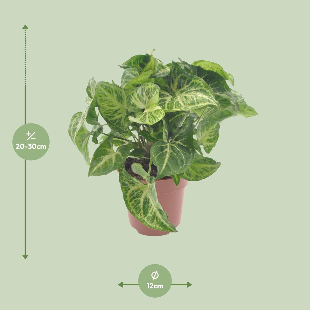 Syngonium Arrow – Ø12 cm, 25 cm hoog