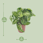 Syngonium Arrow – Ø12 cm, 25 cm hoog