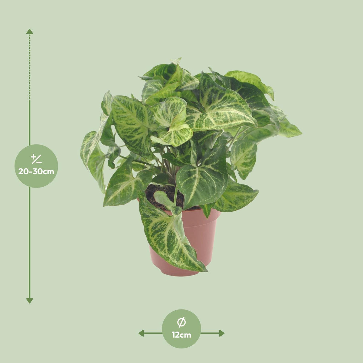 Syngonium Arrow – Ø 12 cm, 25 cm hoch