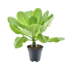 Brighamia Insignis 'Hawaii Palm' (Hawaii-Palme) – Ø12 cm, 37 cm hoch