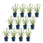 Verbena bonariensis 'Lollipop' (hardy) – purple – 12 plants, Ø11 cm, 15–25 cm high