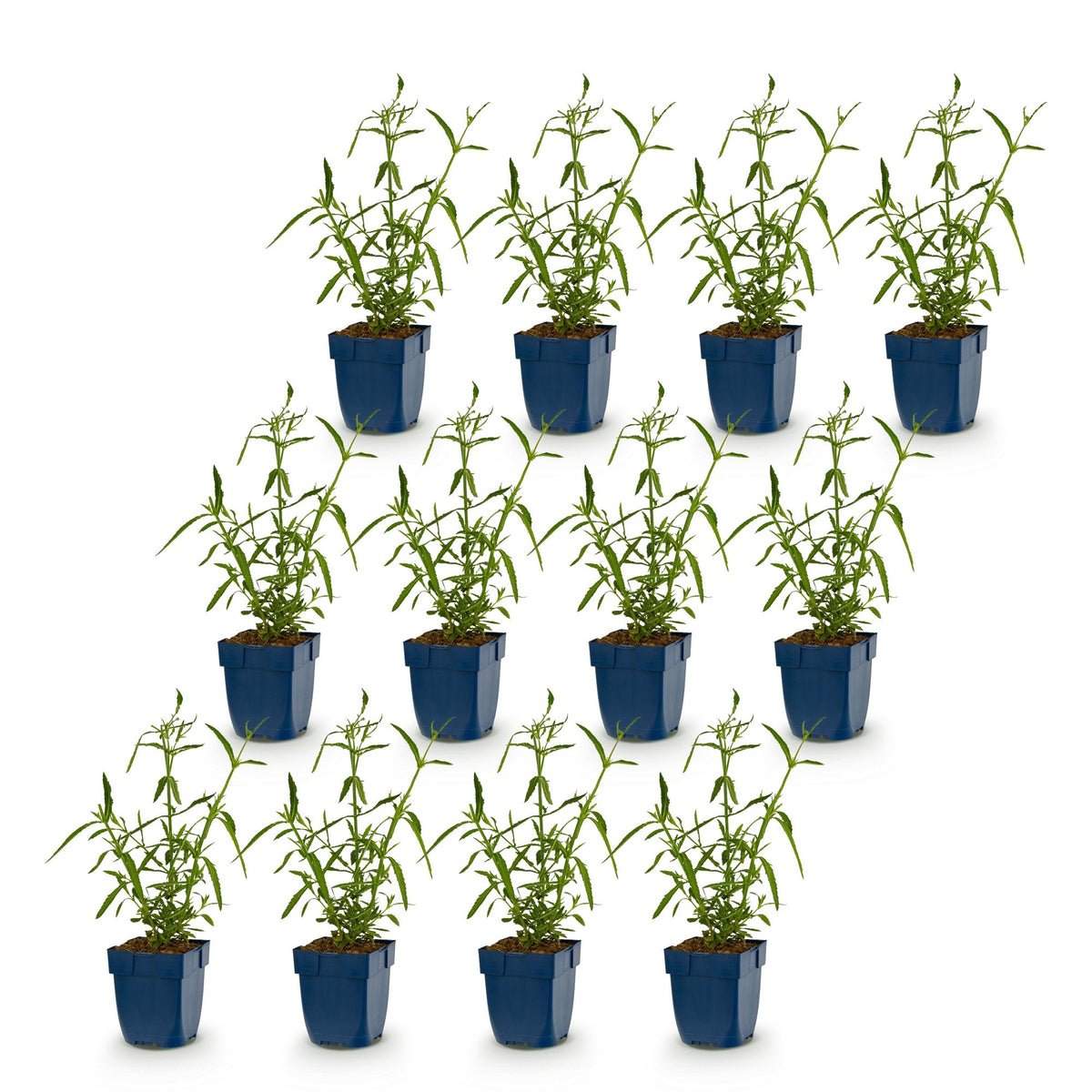 Verbena bonariensis 'Lollipop' (hardy) – purple – 12 plants, Ø11 cm, 15–25 cm high – photo 2