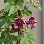 Akebia quinata (fembladig akebia) – purpurröd – 4 plantor, Ø9 cm, 35 cm hög