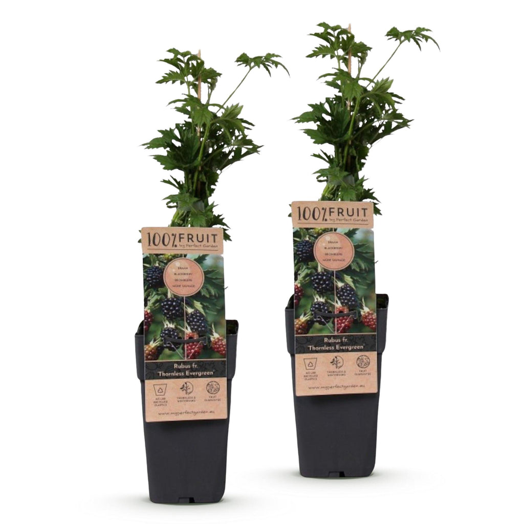 Rubus fruticosus 'Thornless Evergreen' (Brombeere) – 2 Pflanzen, Ø15 cm, 50 cm hoch – Bild 2