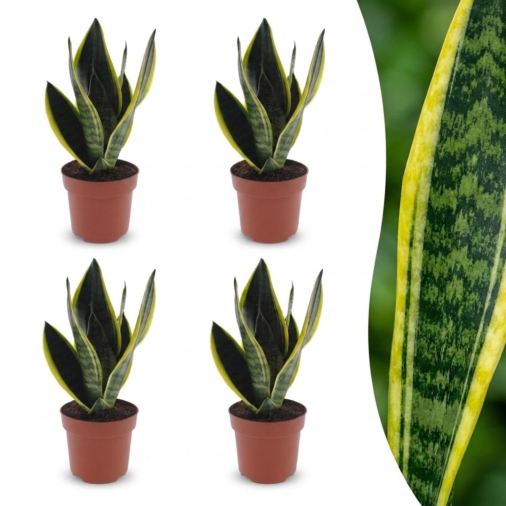 4× Sansevieria Future Superb (svigermors tunge) – Ø12 cm, 35 cm høj