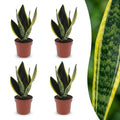 4× Sansevieria Future Superb (svigermors tunge) – Ø12 cm, 35 cm høj