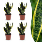 4× Sansevieria Future Superb (svigermors tunge) – Ø12 cm, 35 cm høj