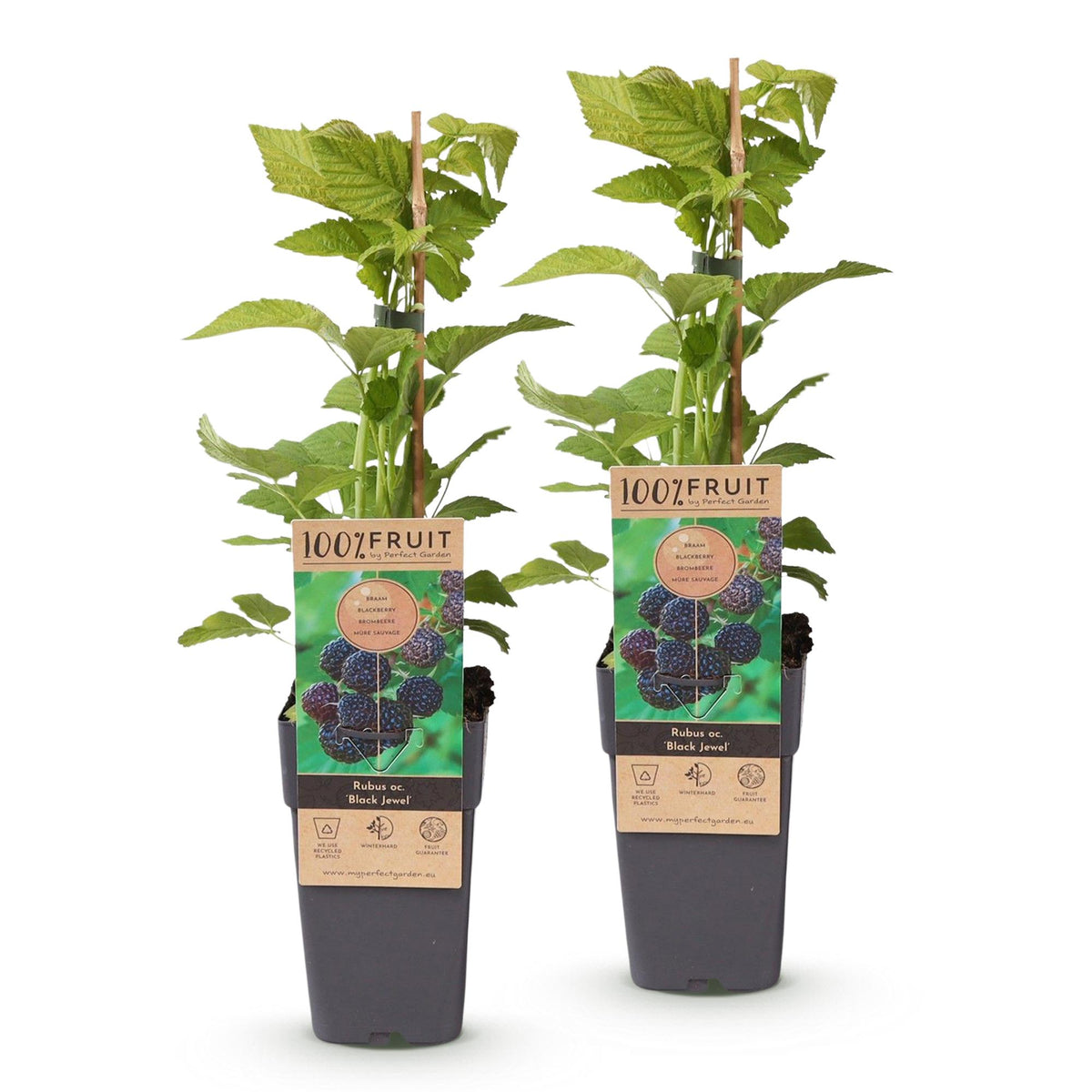 Rubus occidentalis 'Black Jewel' (bramenplant) – 2 planten, Ø15 cm, 50 cm hoog – foto 2
