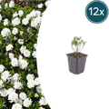 Iberis semp. 'Schneeflocke' (Schleierkraut) – 12 Pflanzen, Ø9 cm, 10–25 cm hoch