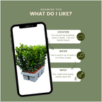 Euonymus 'Green Spire' (burning bush) – 12 plants, Ø7 cm, 15 cm high – art. 37806