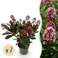Skimmia japonica 'Rubella' – rot – 3 Pflanzen, Ø11 cm, 25 cm hoch
