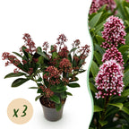 Skimmia japonica 'Rubella' – rot – 3 Pflanzen, Ø11 cm, 25 cm hoch