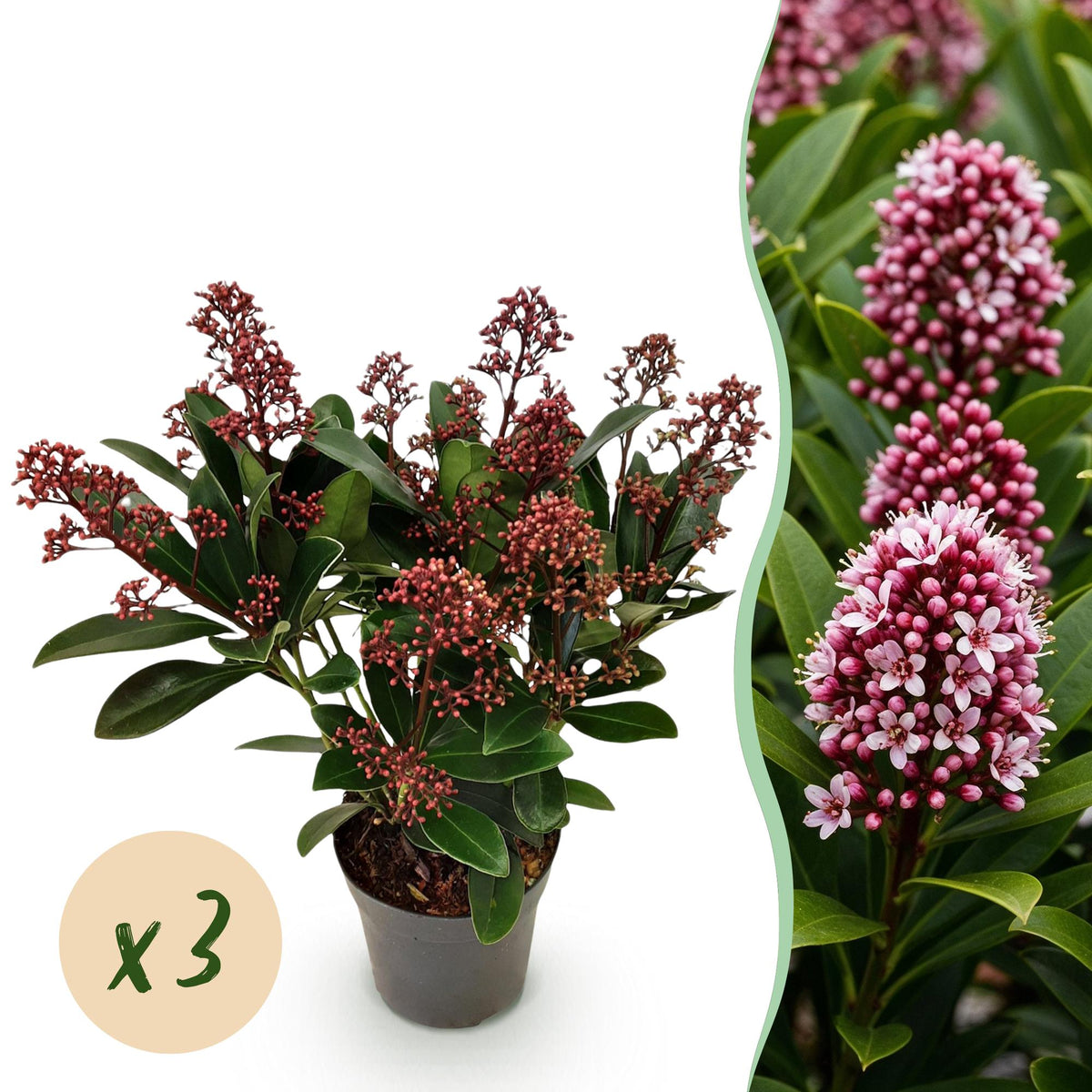 Skimmia japonica 'Rubella' – rot – 3 Pflanzen, Ø11 cm, 25 cm hoch