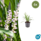 Liriope muscari 'Monroe White' (lily grass) – 6 plants, Ø9 cm, 10–25 cm high