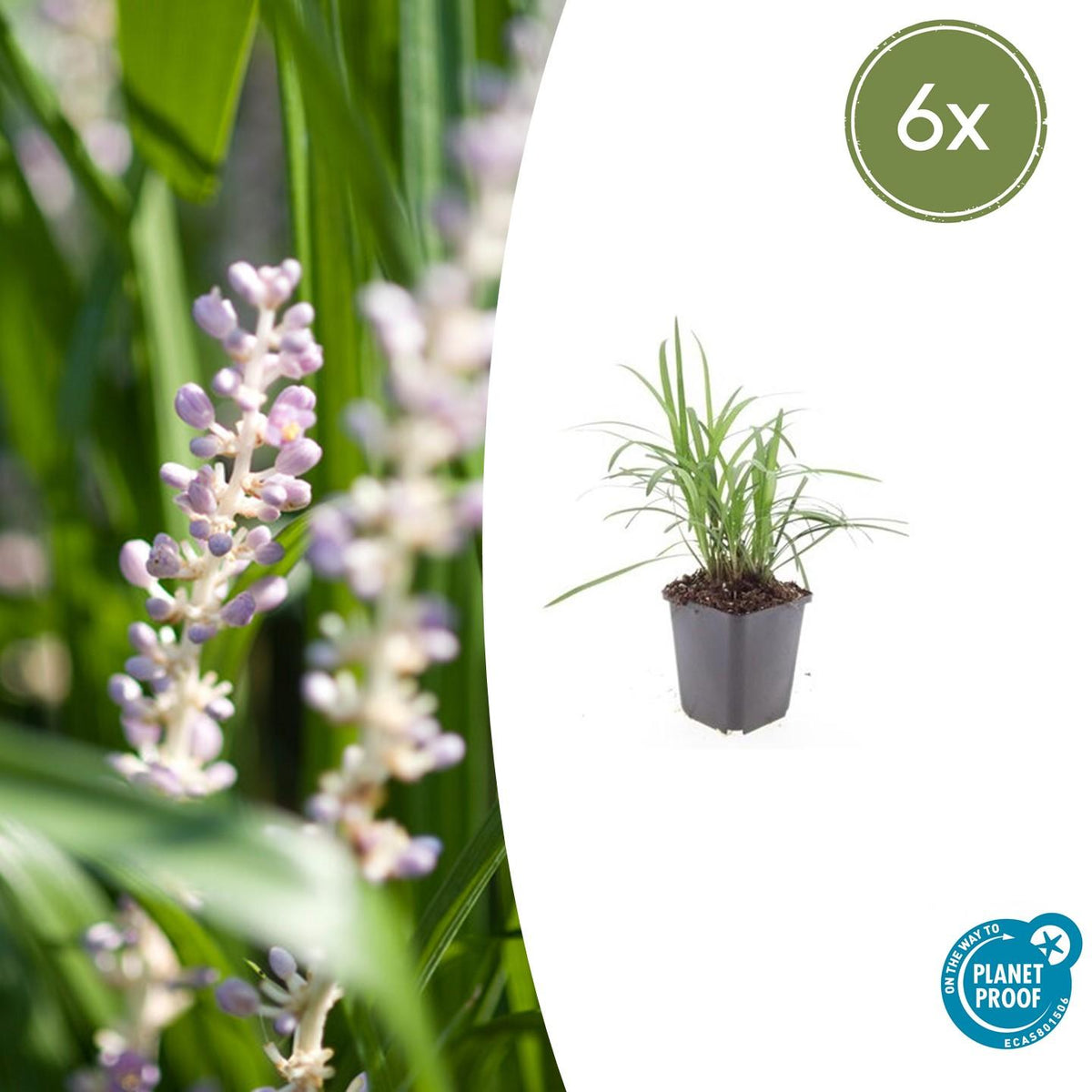 Liriope muscari 'Monroe White' (lily grass) – 6 plants, Ø9 cm, 10–25 cm high – photo 2