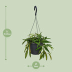 Hoya Weyetii (wasbloem) – Ø19 cm, 20 cm hoog