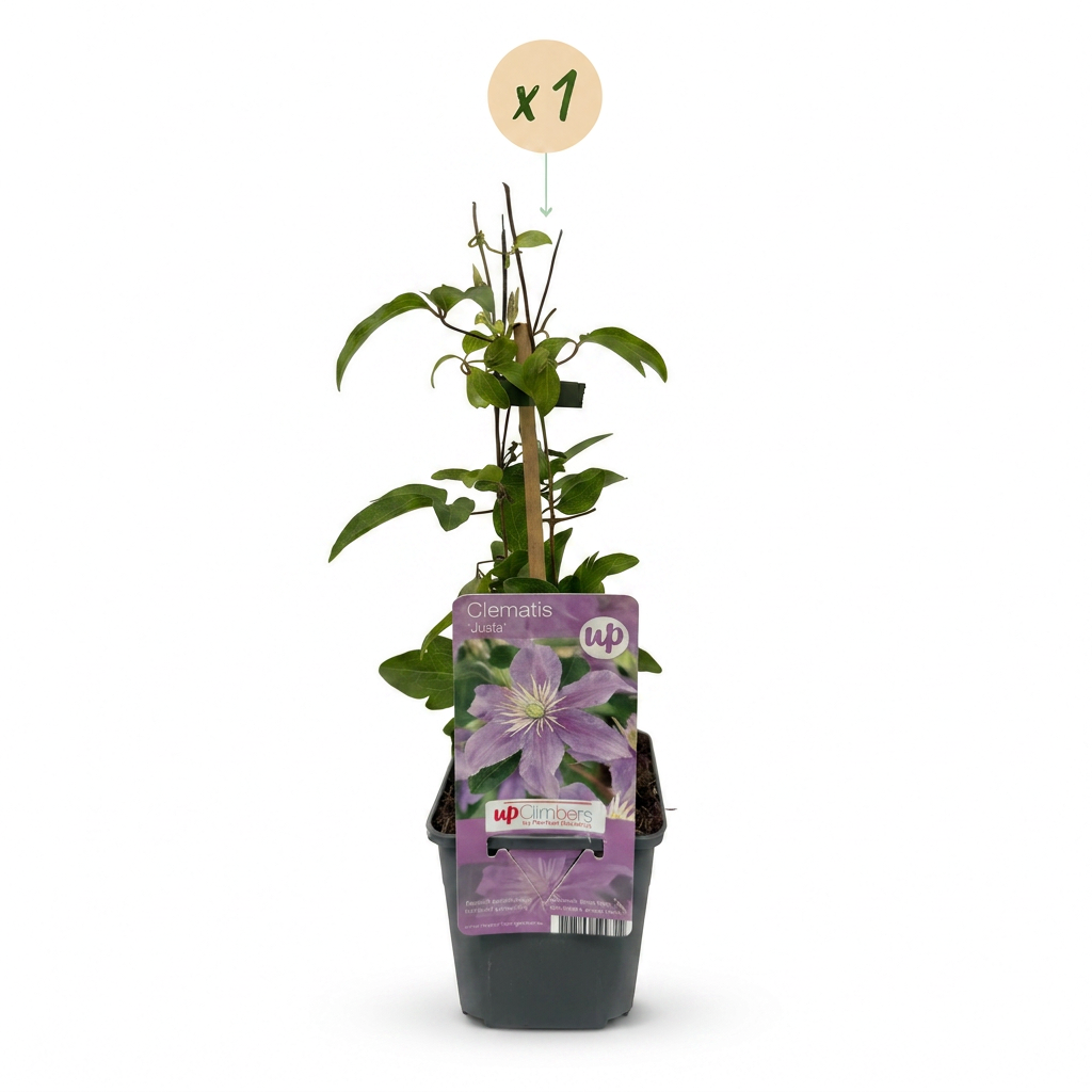 Clematis 'Justa' (bosrank) – blauw – Ø9 cm, 35 cm hoog