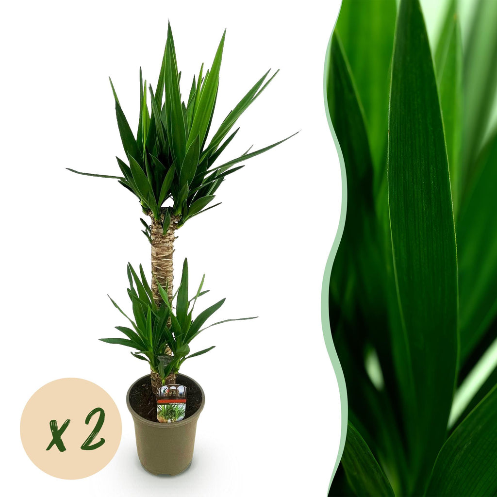 Yucca elephantipes – Ø19 cm, 95 cm hoog – art. 54724
