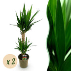 Yucca elephantipes – Ø19 cm, 95 cm hoog – art. 54724
