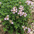 Thymus praecox minor (thym rampant) – rose – 12 plants, Ø11 cm, 15–25 cm de haut