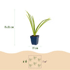 Hemerocallis 'Pink Damask' (daglilje) – rosa – 6 planter, Ø11 cm, 15–25 cm høj
