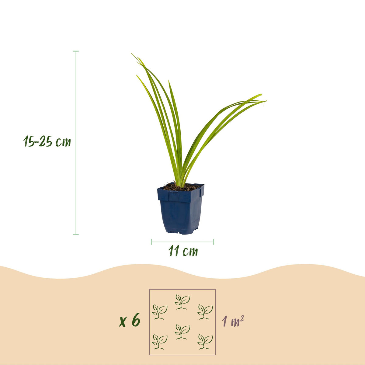 Hemerocallis 'Pink Damask' (daglilje) – rosa – 6 planter, Ø11 cm, 15–25 cm høj – billede 3