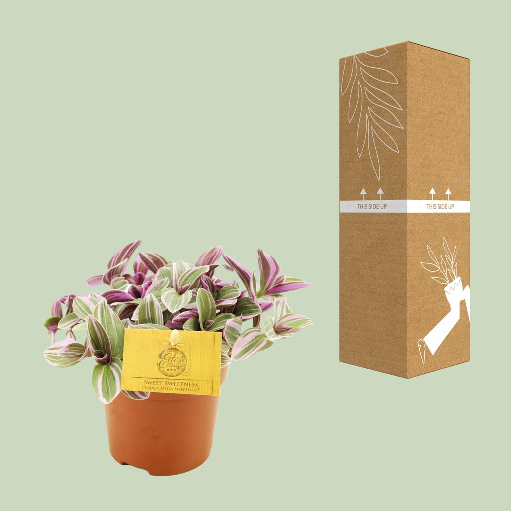 Tradescantia Sweetness – Ø11 cm, 10 cm hoog