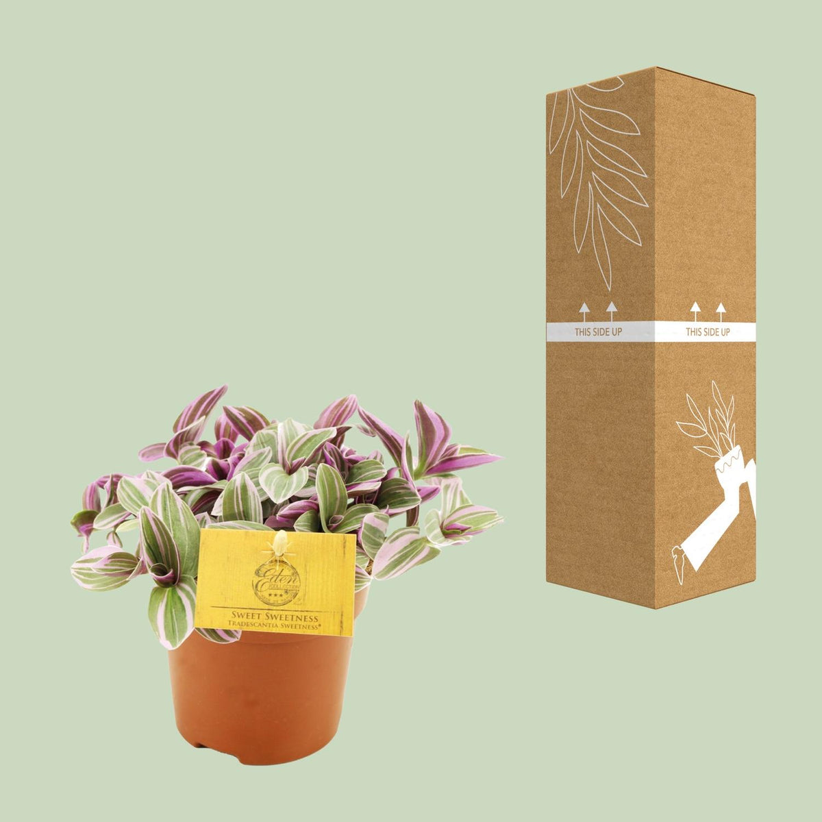 Tradescantia Sweetness – Ø11 cm, 10 cm hoog
