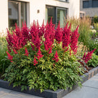 Astilbe 'Fanal' (fjerbuk) – rød – 24 planter, Ø11 cm, 15–25 cm høj