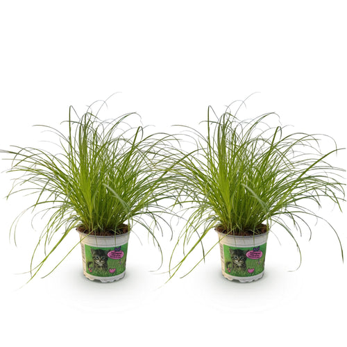 2× Cyperus alternifolius Zumula (Schwertlilie) – Ø12 cm, 28–30 cm hoch