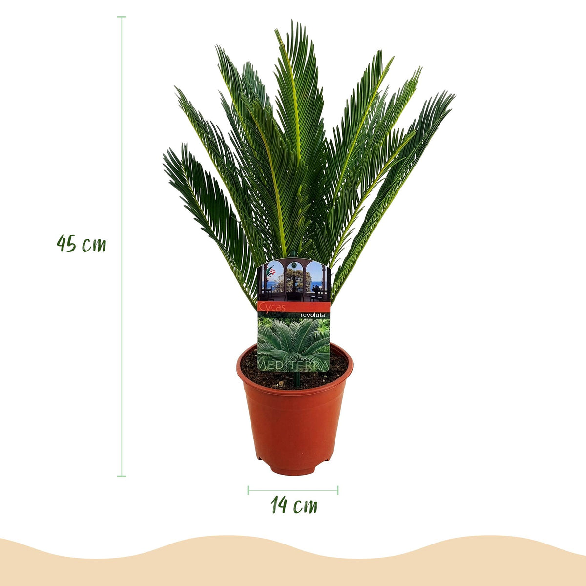 Cycas revoluta (cycas) – Ø15 cm, 45–55 cm de haut – art. 54718 – photo 3