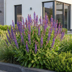 Salvia nemorosa 'Sense Deep Blue' (Salbei) – violett – Ø 11 cm, 15–25 cm hoch