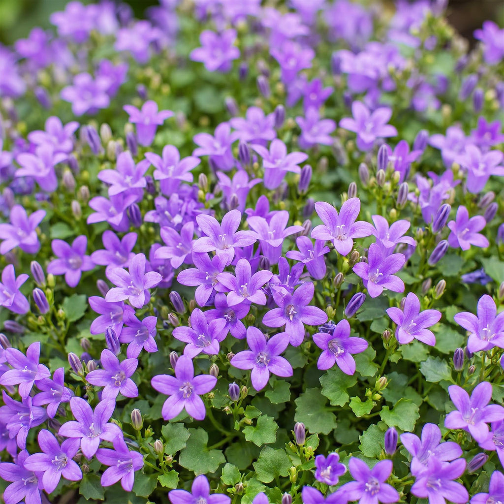 Campanula portenschlagiana (Pfirsichblatt-Glockenblume) – rosa – 6 Pflanzen, Ø 11 cm, 15–25 cm hoch – Bild 5