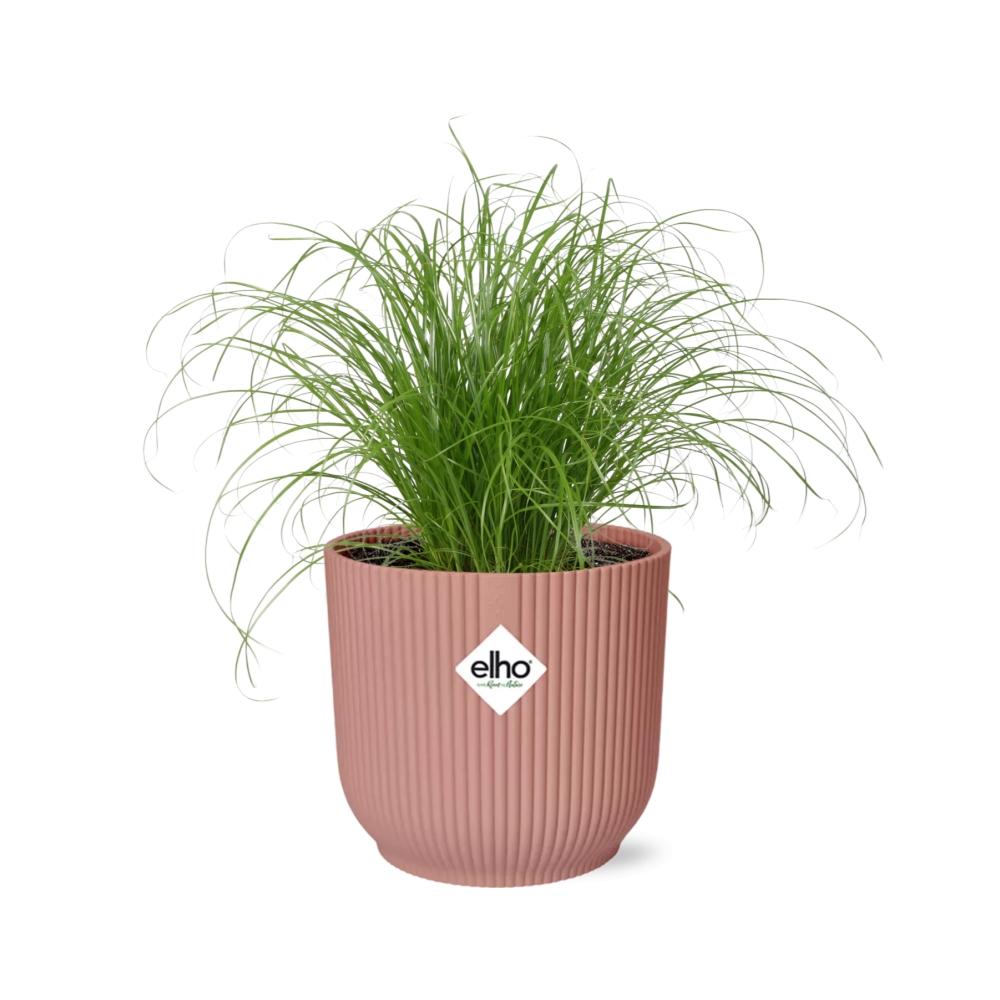 Cyperus alternifolius Zumula i ELHO Vibes Fold 14 cm pink (cyperusgræs) – 28 cm høj – billede 2