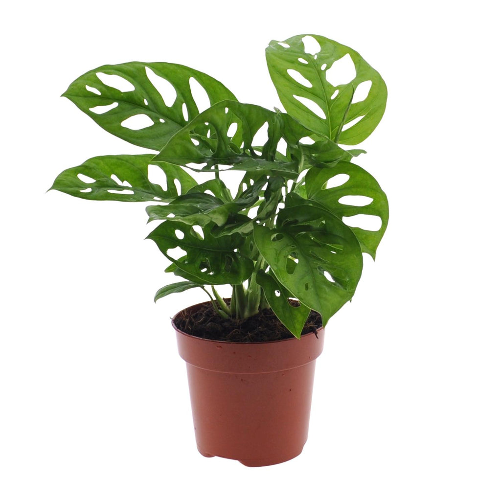 Hulplante (Monstera) – Ø12 cm, 30 cm høj